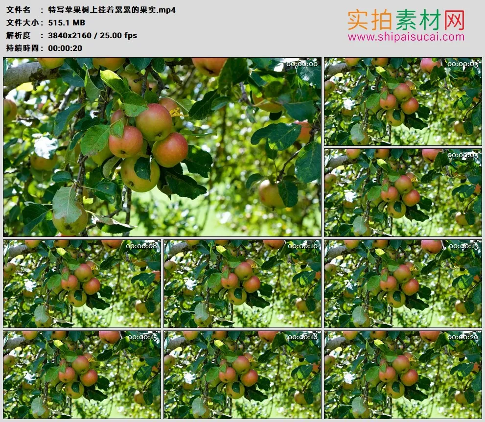 4K高清实拍视频素材丨特写苹果树上挂着累累的果实