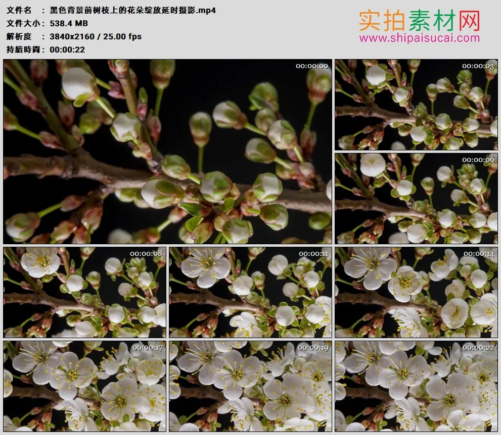 4K高清实拍视频素材丨黑色背景前树枝上的花朵绽放延时摄影