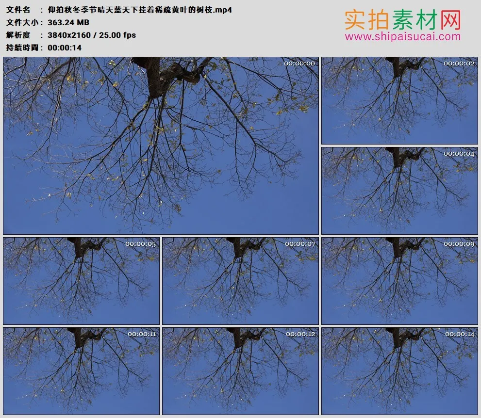 4K高清实拍视频素材丨仰拍秋冬季节晴天蓝天下挂着稀疏黄叶的树枝