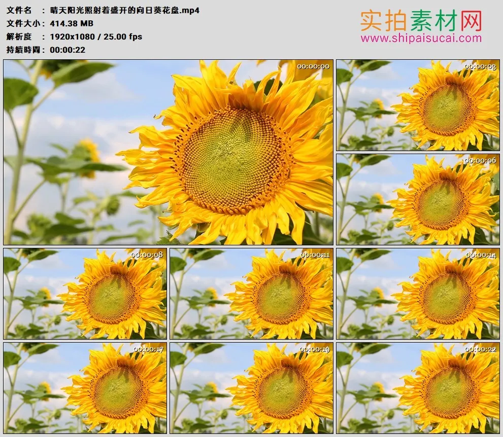 高清实拍视频素材丨晴天阳光照射着盛开的向日葵花盘
