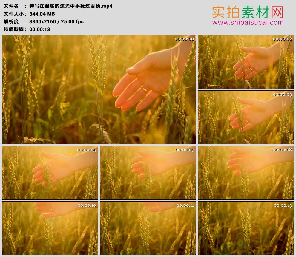 4K高清实拍视频素材丨特写在温暖的逆光中手抚过麦穗