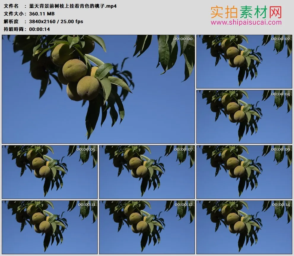 4K高清实拍视频素材丨蓝天背景前树枝上挂着青色的桃子