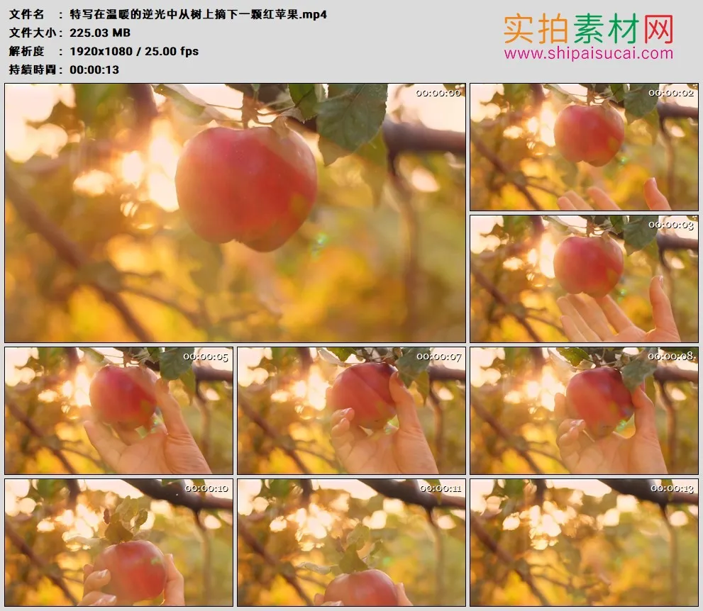 高清实拍视频素材丨特写在温暖的逆光中从树上摘下一颗红苹果
