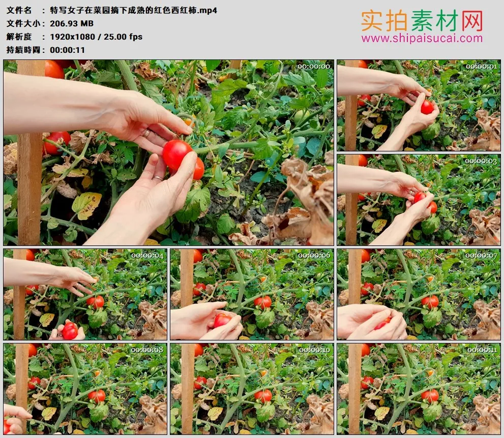 高清实拍视频素材丨特写女子在菜园摘下成熟的红色西红柿