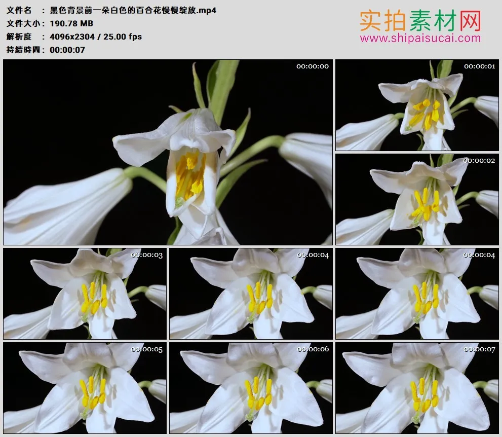 4K高清实拍视频素材丨黑色背景前一朵白色的百合花慢慢绽放