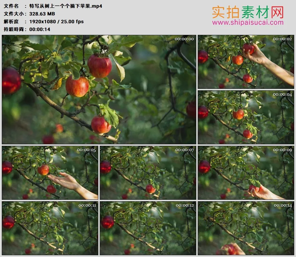 高清实拍视频素材丨特写从树上一个个摘下苹果