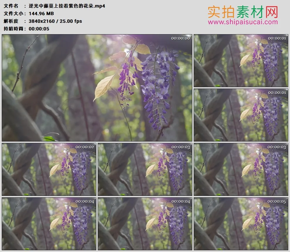 4K高清实拍视频素材丨逆光中藤蔓上挂着紫色的花朵