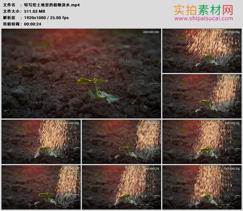 高清实拍视频素材丨特写给土地里的植物浇水