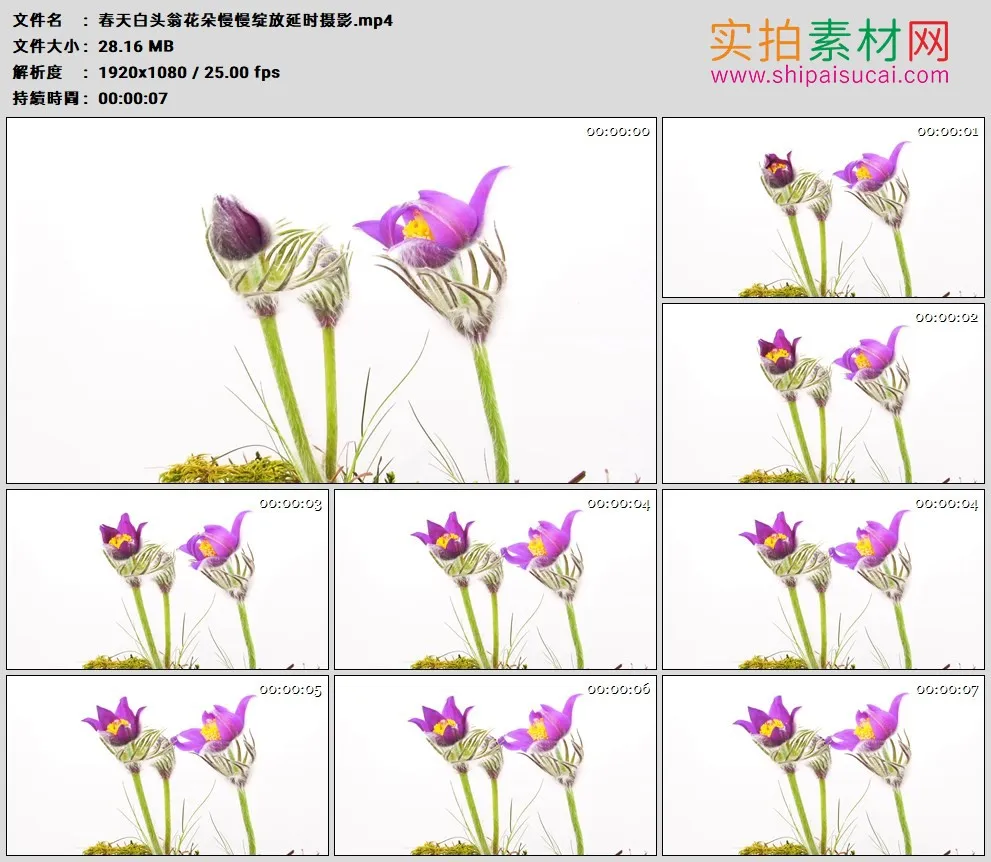 高清实拍视频素材丨春天白头翁花朵慢慢绽放延时摄影