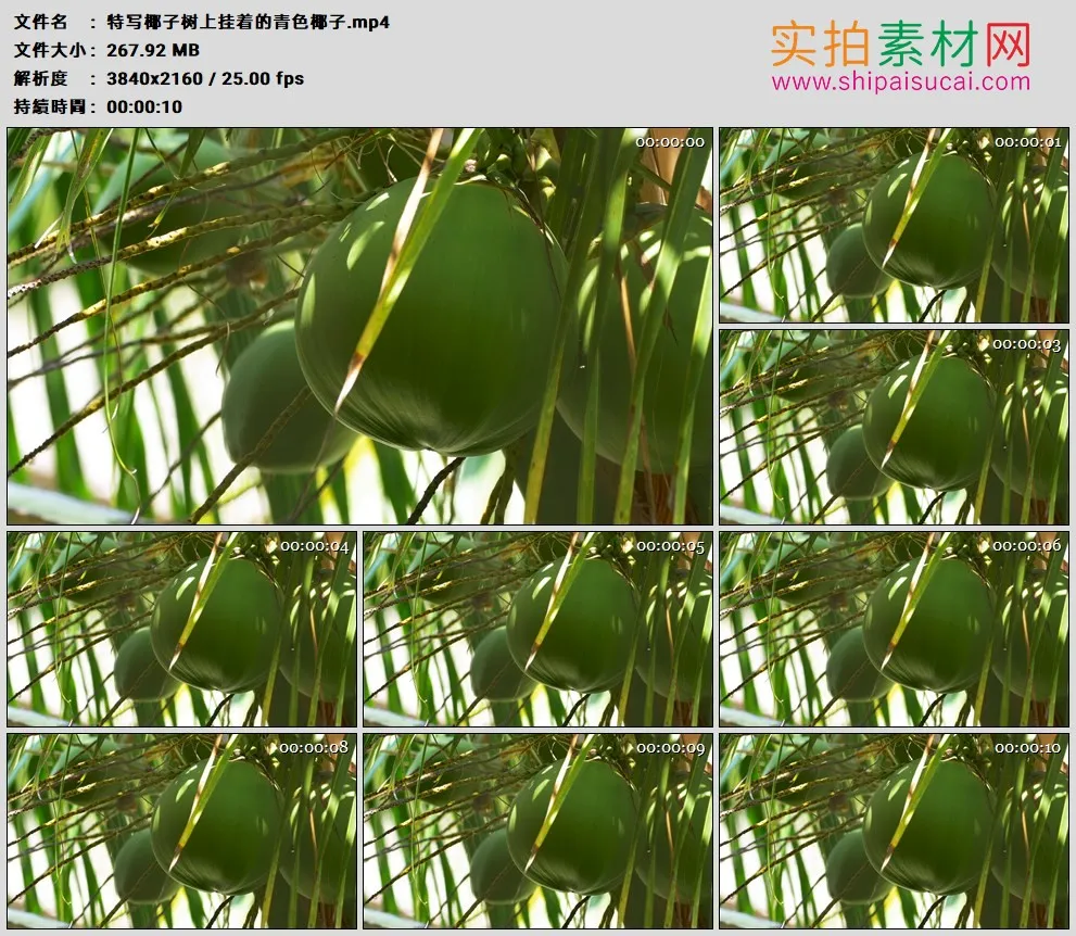 4K高清实拍视频素材丨特写椰子树上挂着的青色椰子