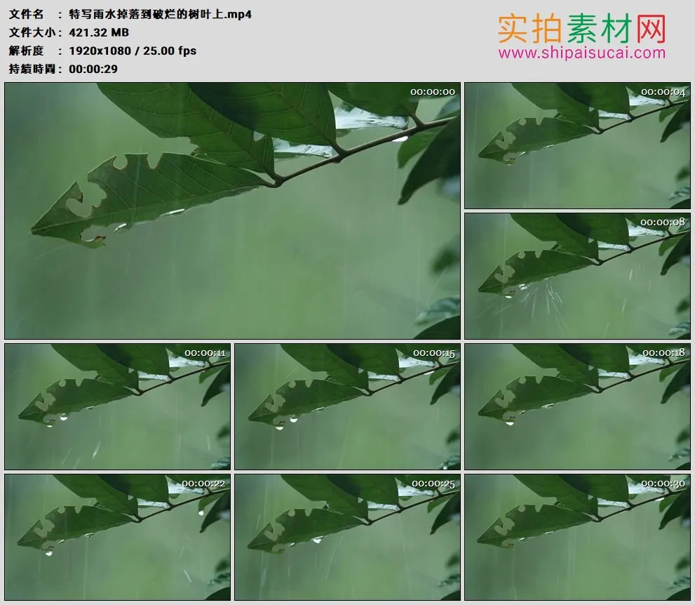 高清实拍视频素材丨特写雨水掉落到破烂的树叶上