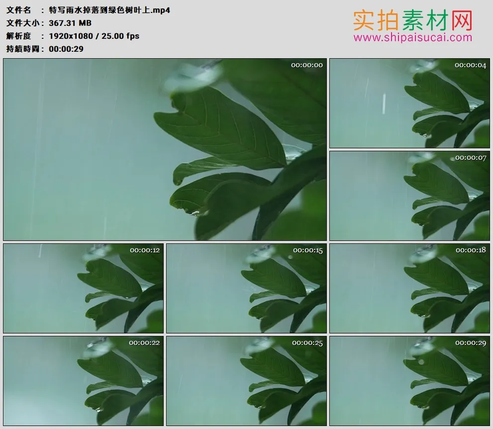 高清实拍视频素材丨特写雨水掉落到绿色树叶上