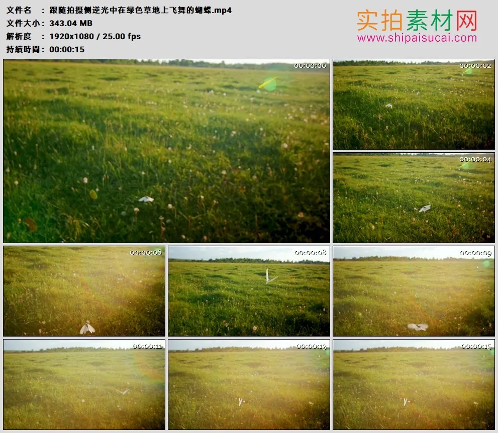高清实拍视频素材丨跟随拍摄侧逆光中在绿色草地上飞舞的蝴蝶
