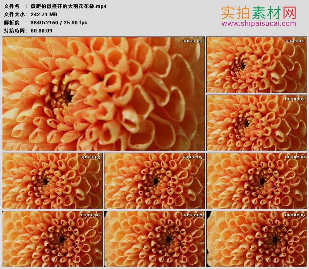 4K高清实拍视频素材丨微距拍摄盛开的大丽花花朵