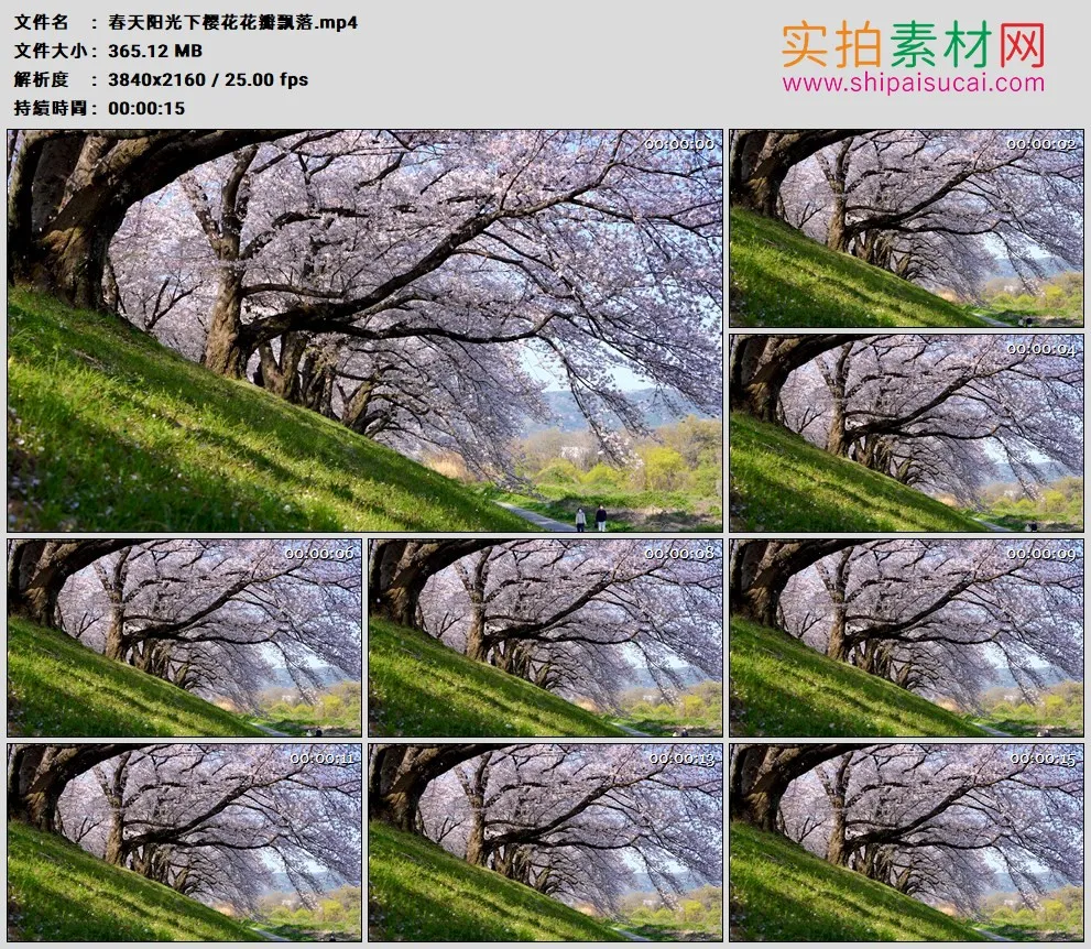 4K高清实拍视频素材丨春天阳光下樱花花瓣飘落