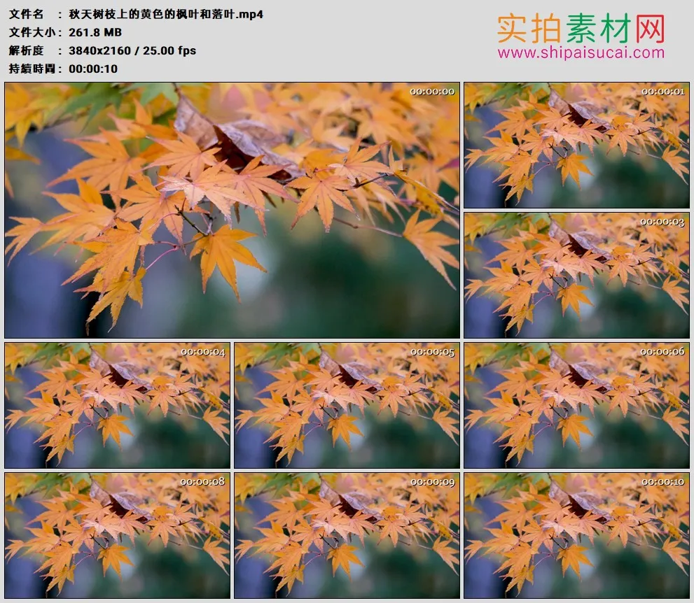 4K高清实拍视频素材丨秋天树枝上的黄色的枫叶和落叶