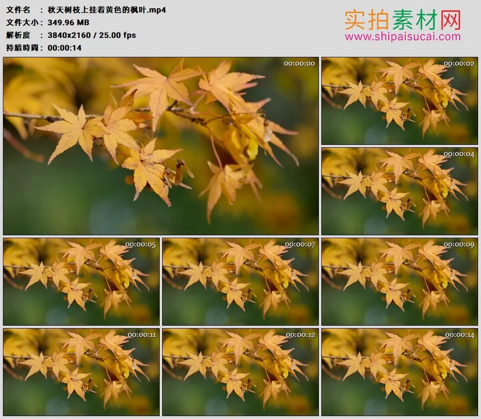 4K高清实拍视频素材丨秋天树枝上挂着黄色的枫叶