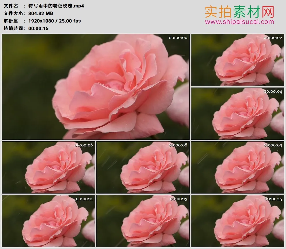 高清实拍视频素材丨特写雨中的粉色玫瑰