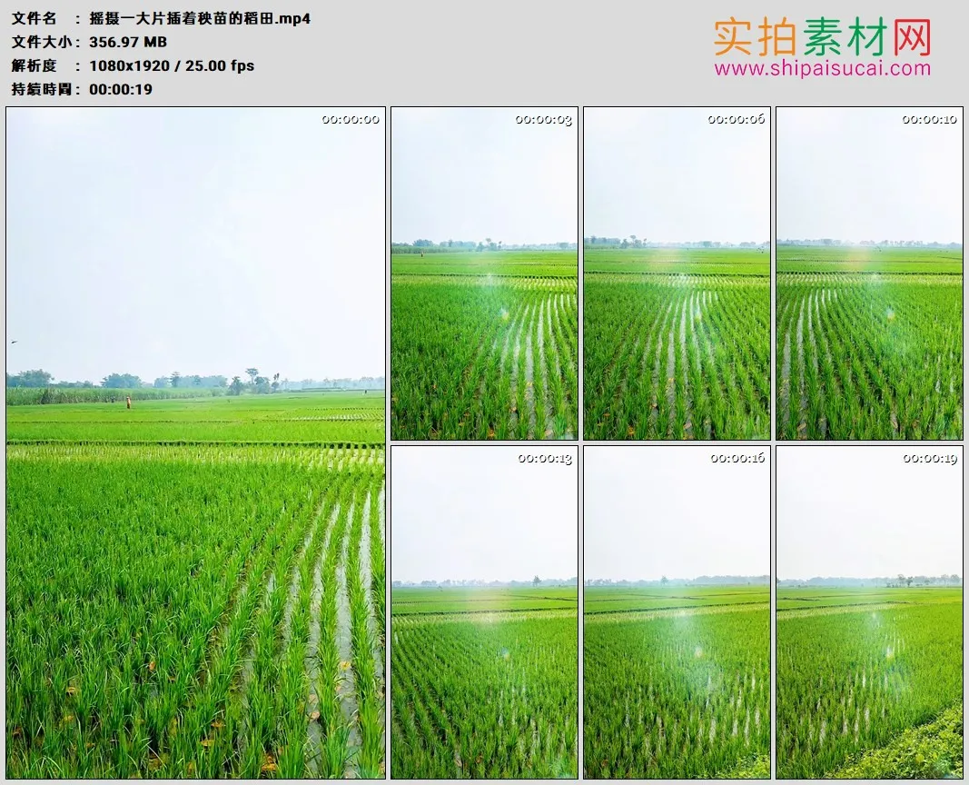 高清实拍视频素材丨摇摄一大片插着秧苗的稻田1080×1920竖幅