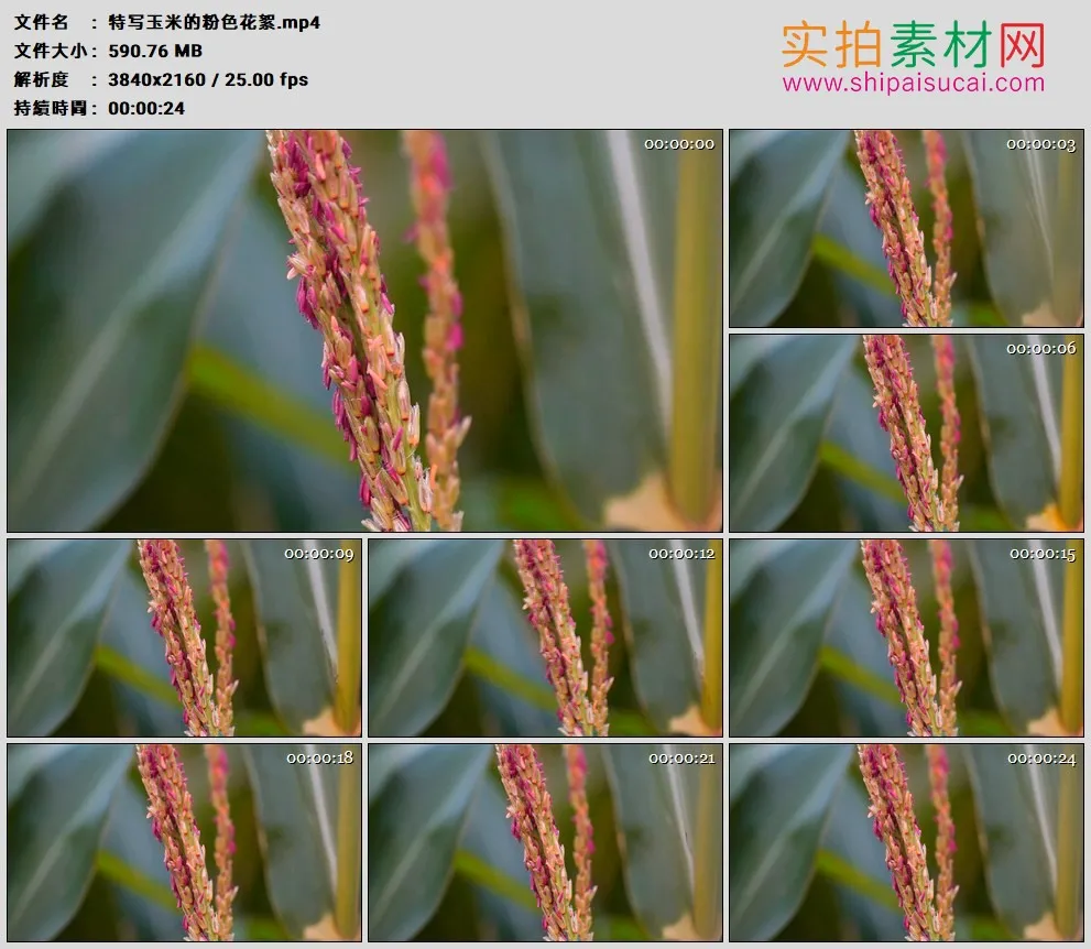 4K高清实拍视频素材丨特写玉米的粉色花絮