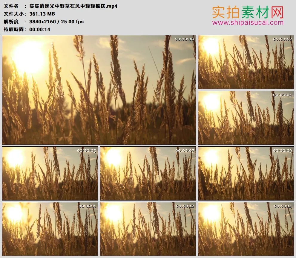 4K高清实拍视频素材丨暖暖的逆光中野草在风中轻轻摇摆