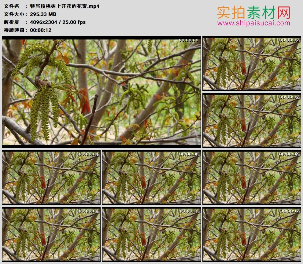 4K高清实拍视频素材丨特写核桃树上开花的花絮
