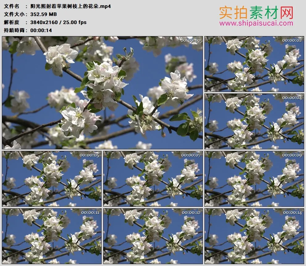 4K高清实拍视频素材丨阳光照射着苹果树枝上的花朵