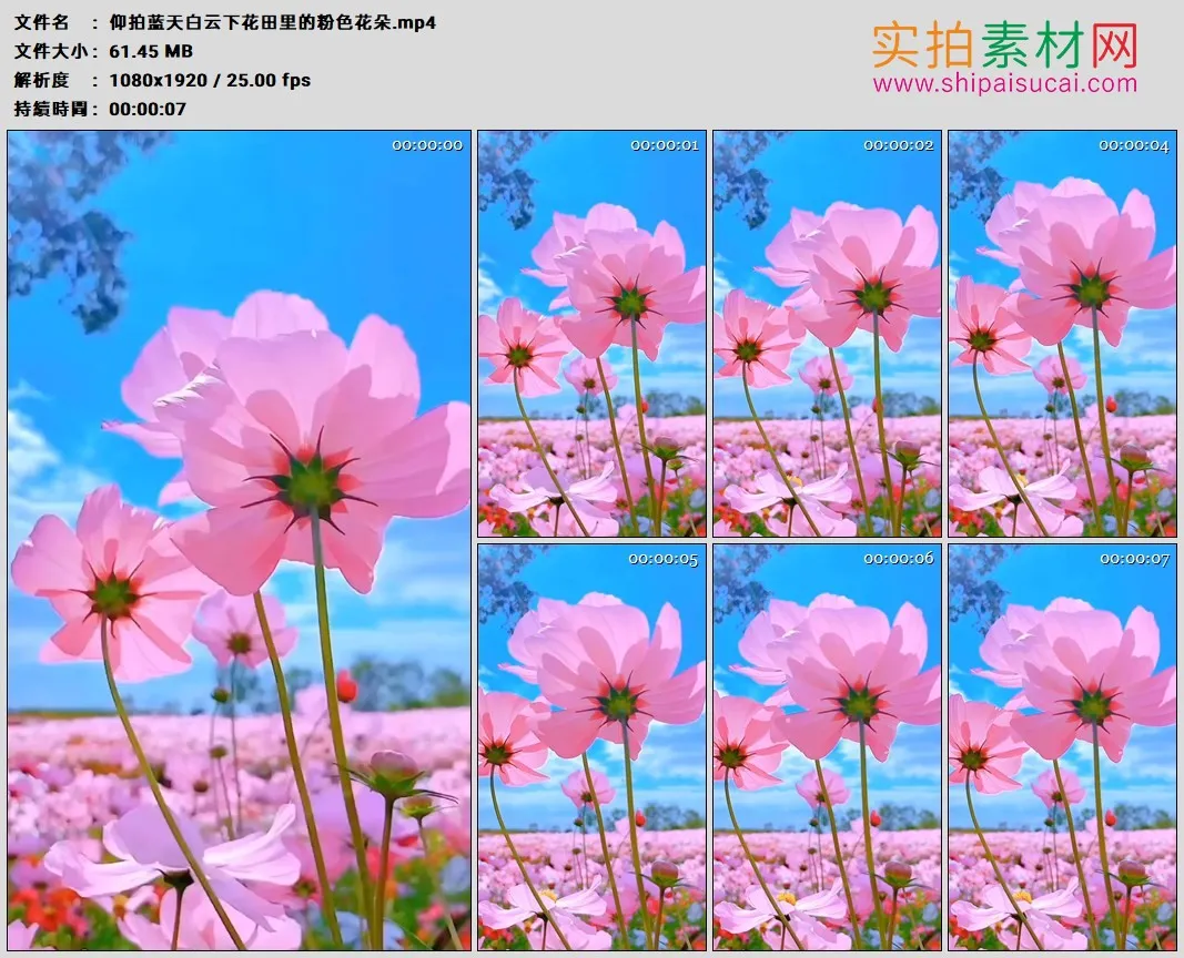 高清实拍视频素材丨仰拍蓝天白云下花田里的粉色花朵1080×1920竖幅