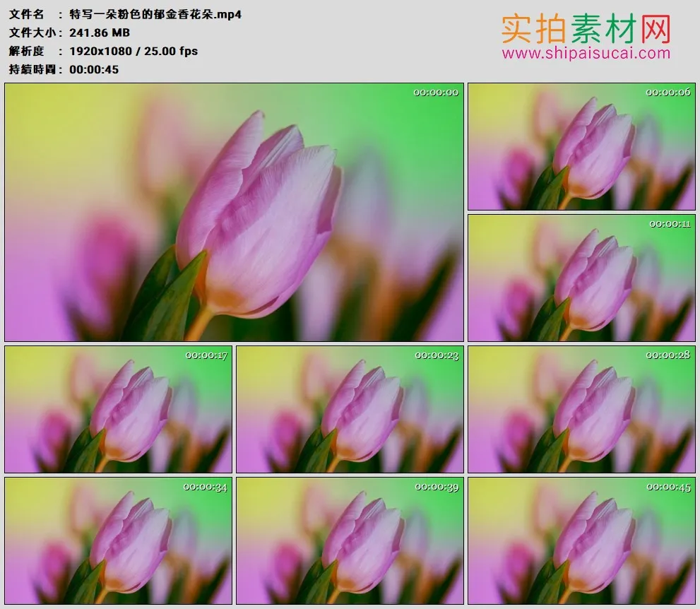 高清实拍视频素材丨特写一朵粉色的郁金香花朵