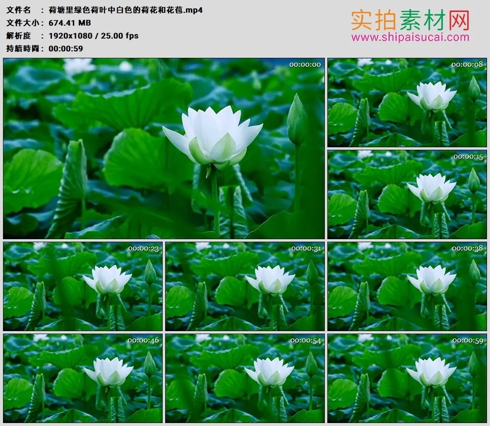 高清实拍视频素材丨荷塘里绿色荷叶中白色的荷花和花苞
