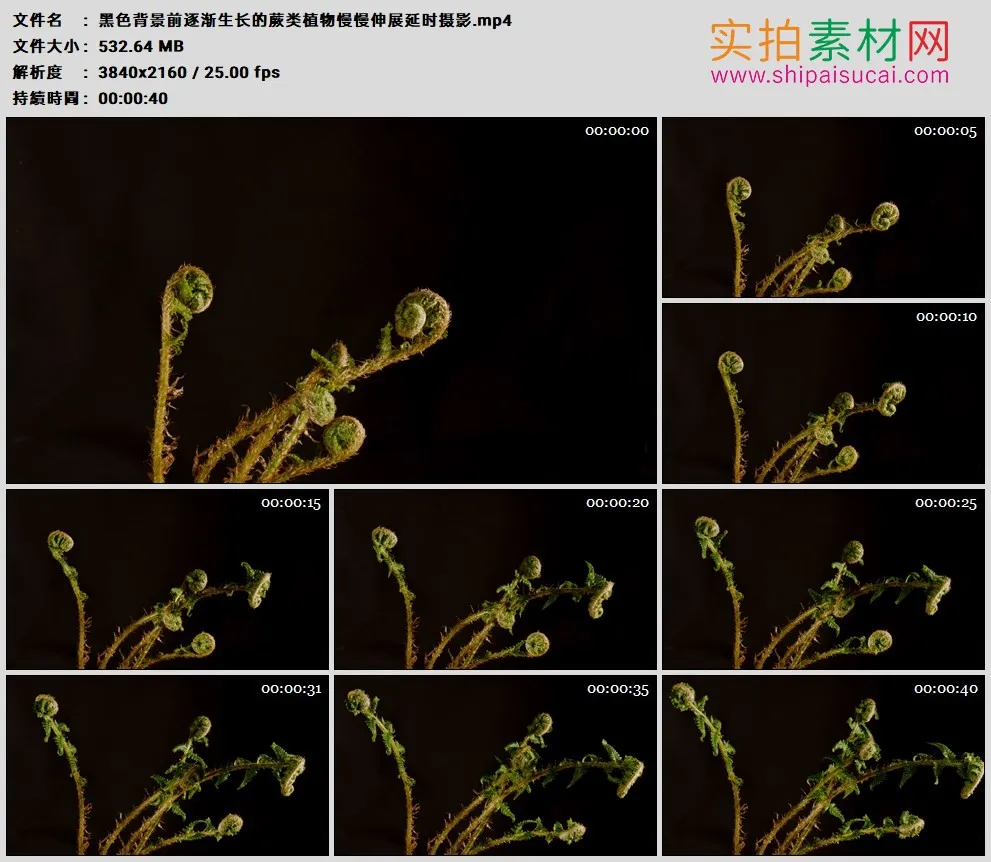 4K高清实拍视频素材丨黑色背景前逐渐生长的蕨类植物慢慢伸展延时摄影