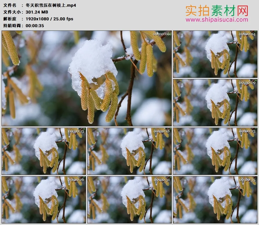 高清实拍视频素材丨冬天积雪压在树枝上
