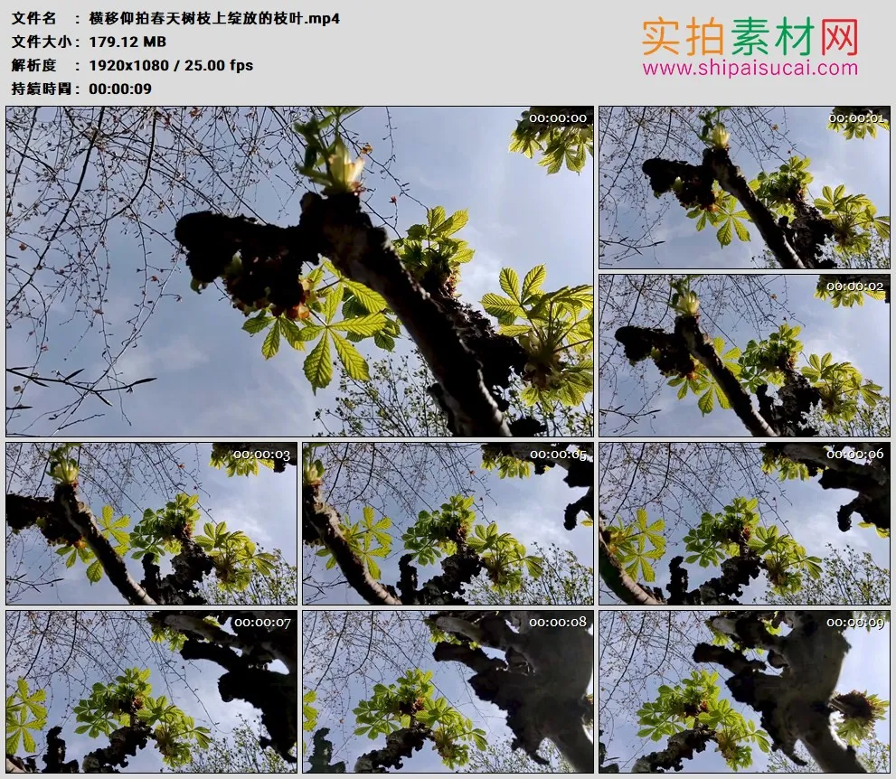 高清实拍视频素材丨横移仰拍春天树枝上绽放的枝叶