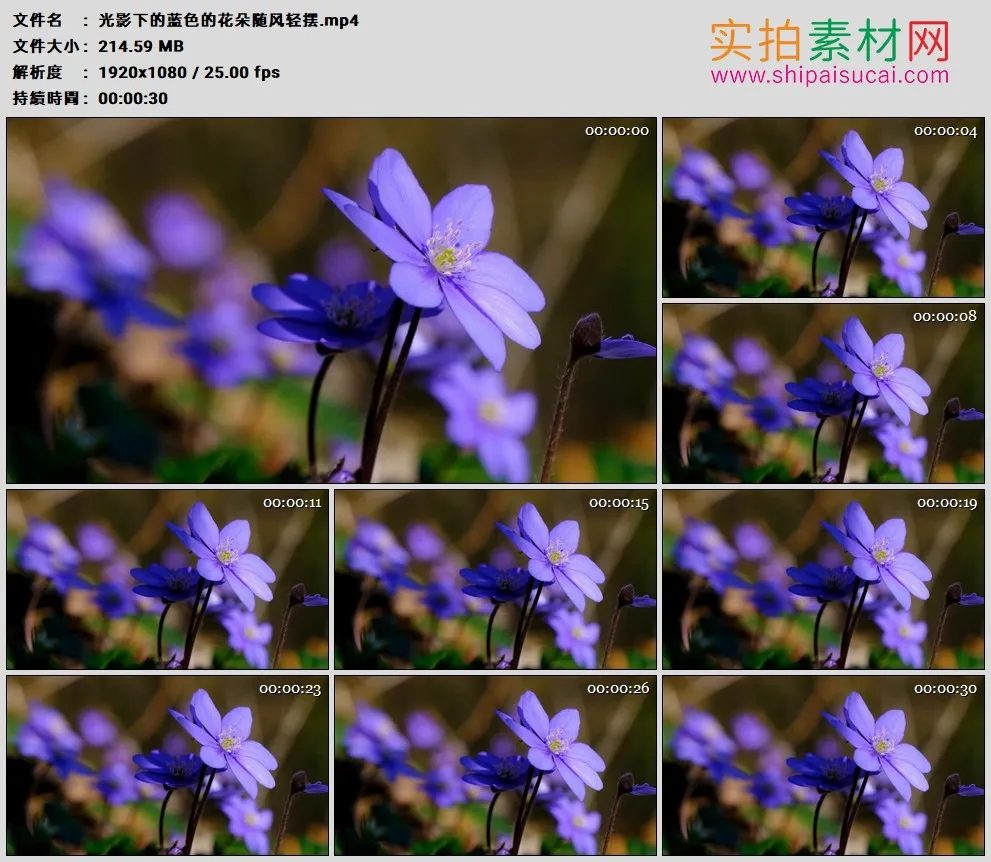 高清实拍视频素材丨光影下的蓝色的花朵随风轻摆