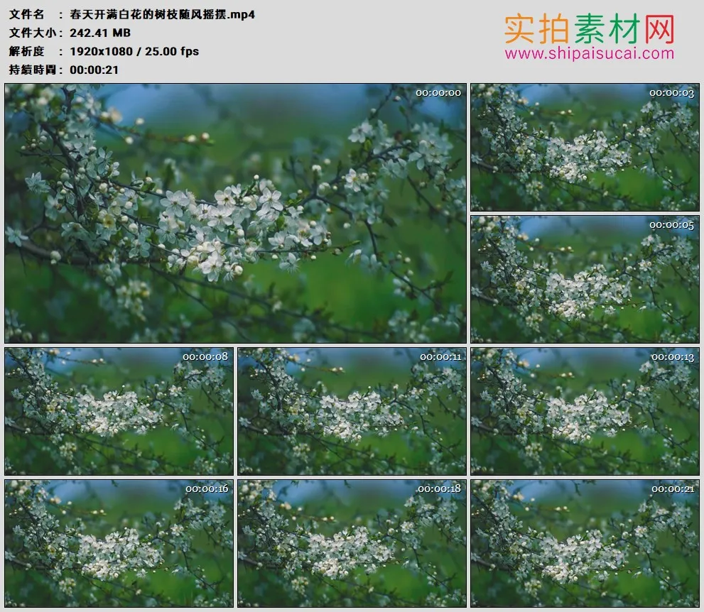 高清实拍视频素材丨春天开满白花的树枝随风摇摆