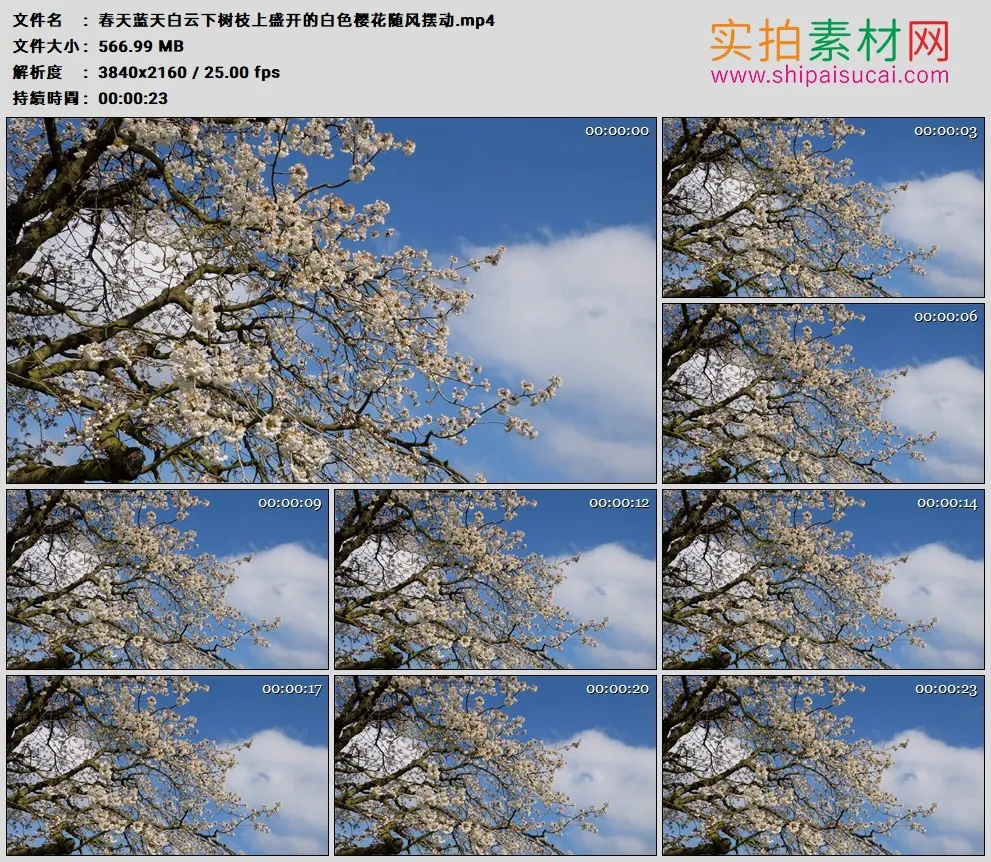 4K高清实拍视频素材丨春天蓝天白云下树枝上盛开的白色樱花随风摆动