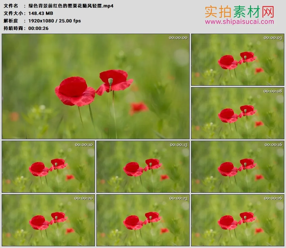 高清实拍视频素材丨绿色背景前红色的罂粟花随风轻摆
