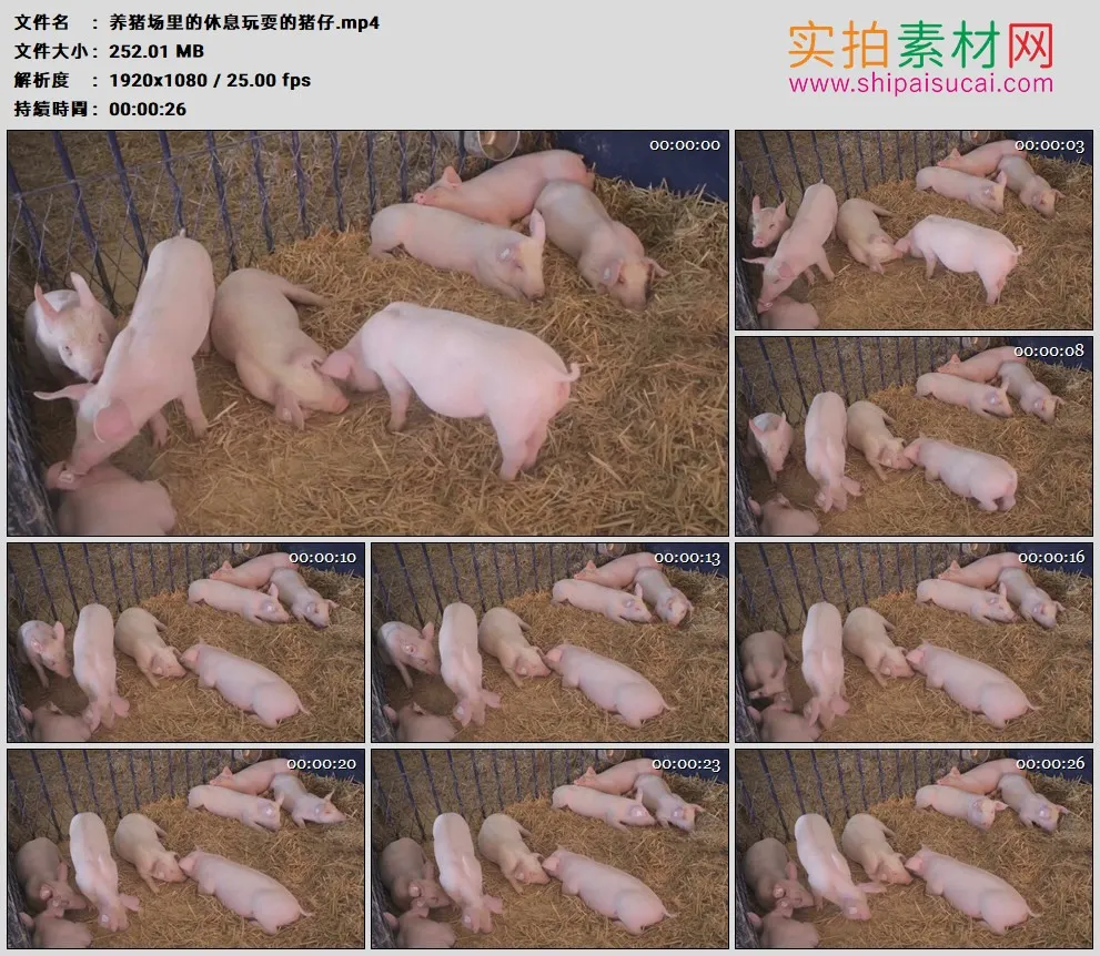 高清实拍视频素材丨养猪场里的休息玩耍的猪仔