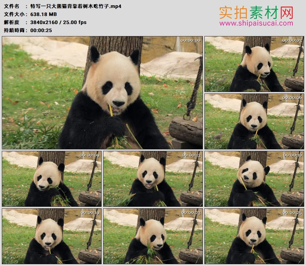 4K高清实拍视频素材丨特写一只大熊猫背靠着树木吃竹子