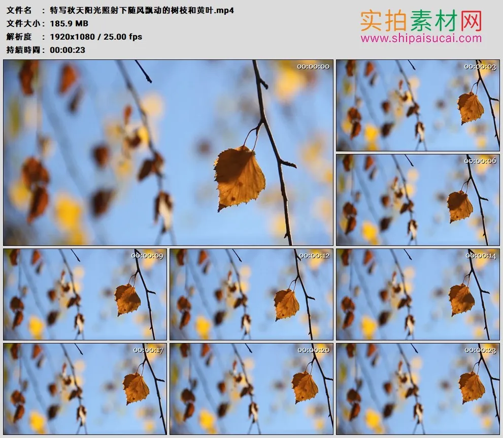 高清实拍视频素材丨特写秋天阳光照射下随风飘动的树枝和黄叶