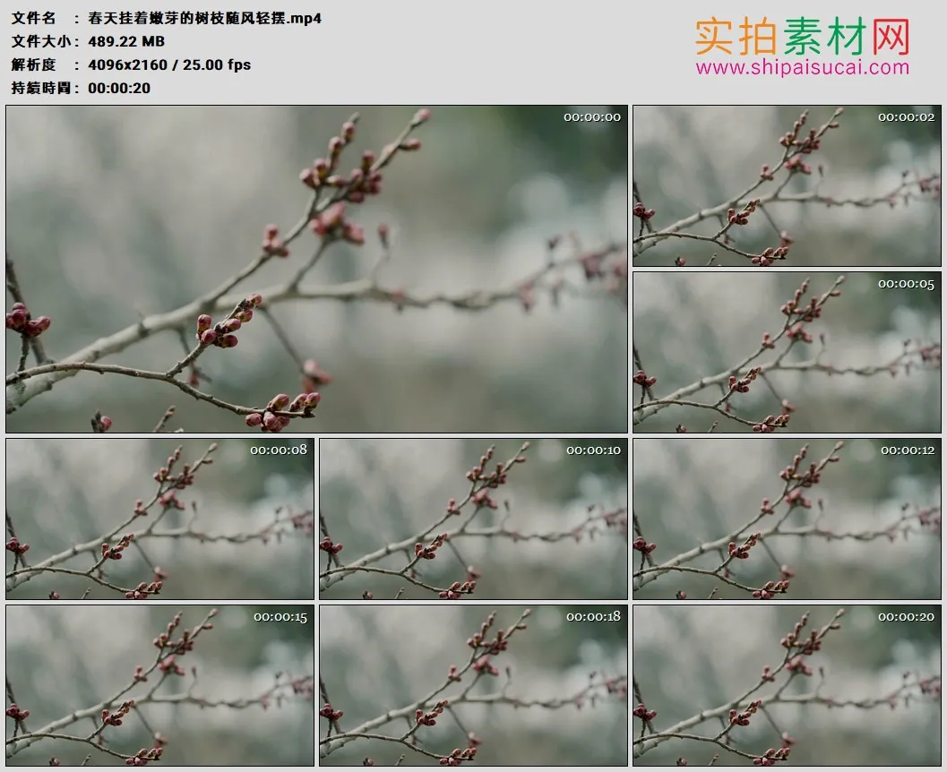 4K高清实拍视频素材丨春天挂着嫩芽的树枝随风轻摆