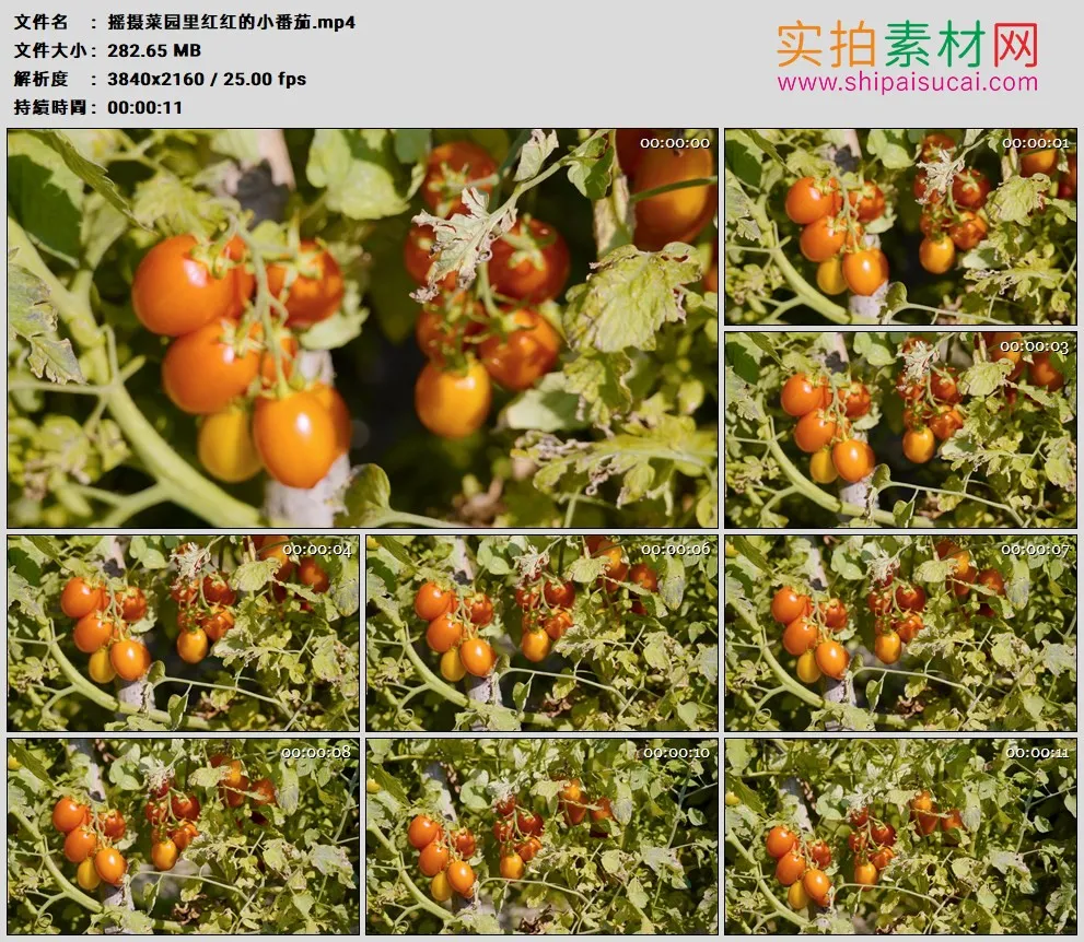 4K高清实拍视频素材丨摇摄菜园里红红的小番茄