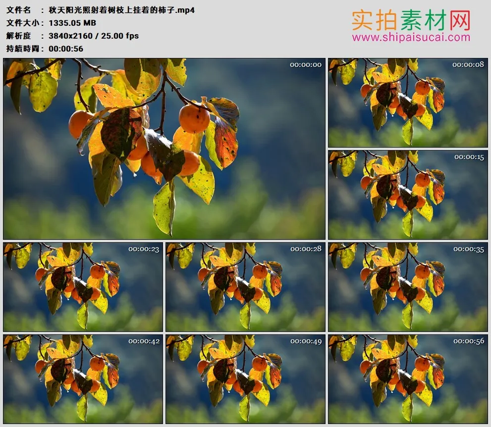 4K高清实拍视频素材丨秋天阳光照射着树枝上挂着的柿子