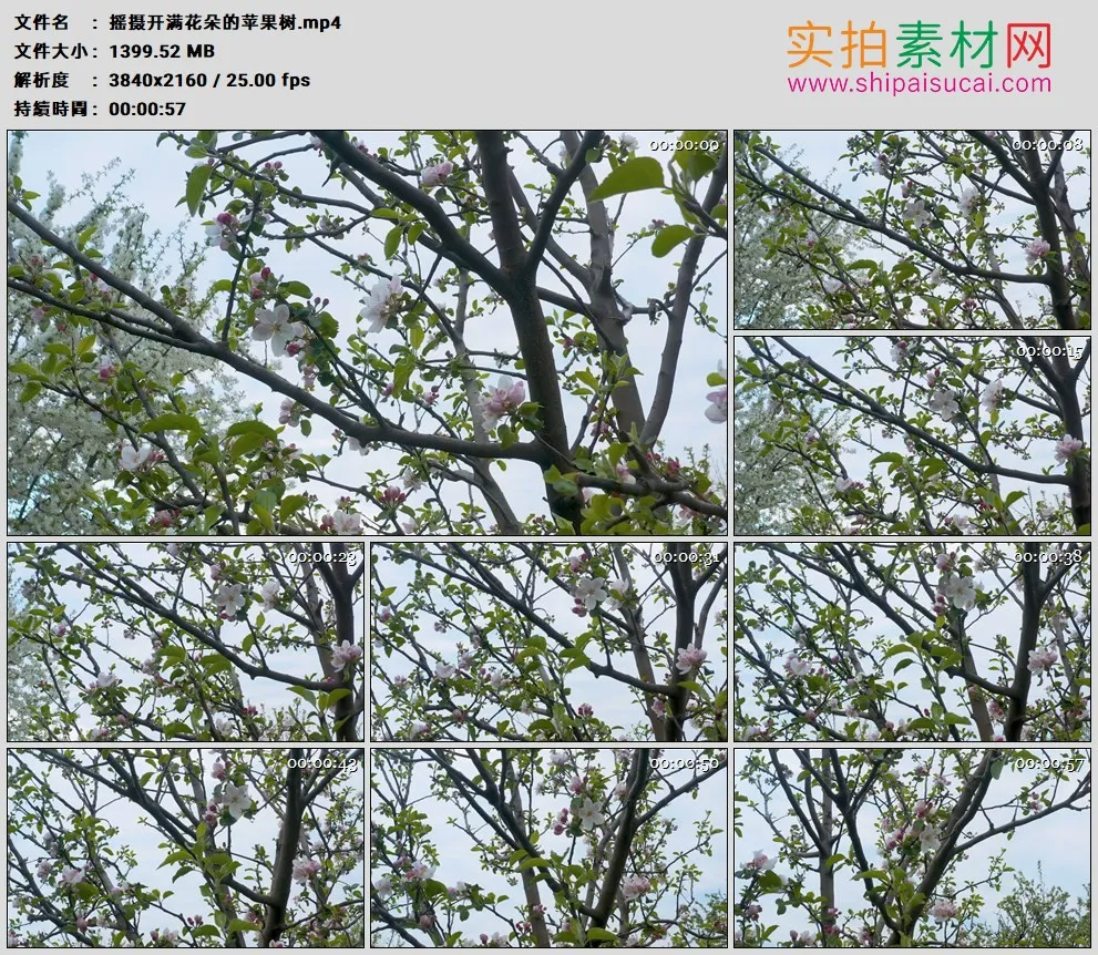 4K高清实拍视频素材丨摇摄开满花朵的苹果树