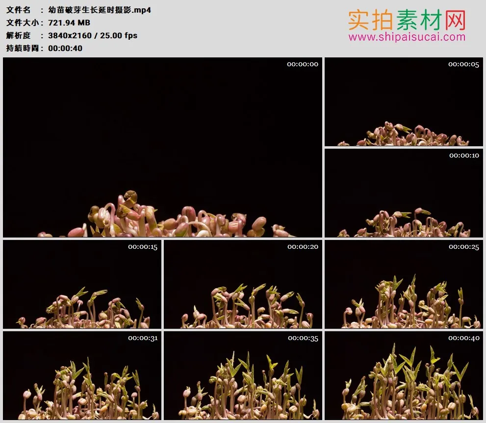 4K高清实拍视频素材丨幼苗破芽生长延时摄影