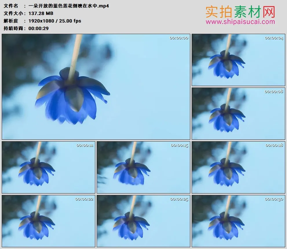 高清实拍视频素材丨一朵开放的蓝色莲花倒映在水中