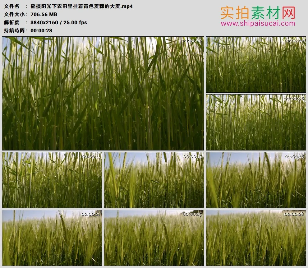 4K高清实拍视频素材丨摇摄阳光下农田里挂着青色麦穗的大麦