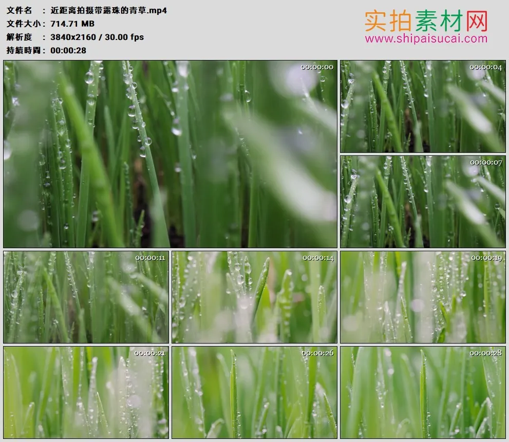 4K高清实拍视频素材丨近距离拍摄带露珠的青草