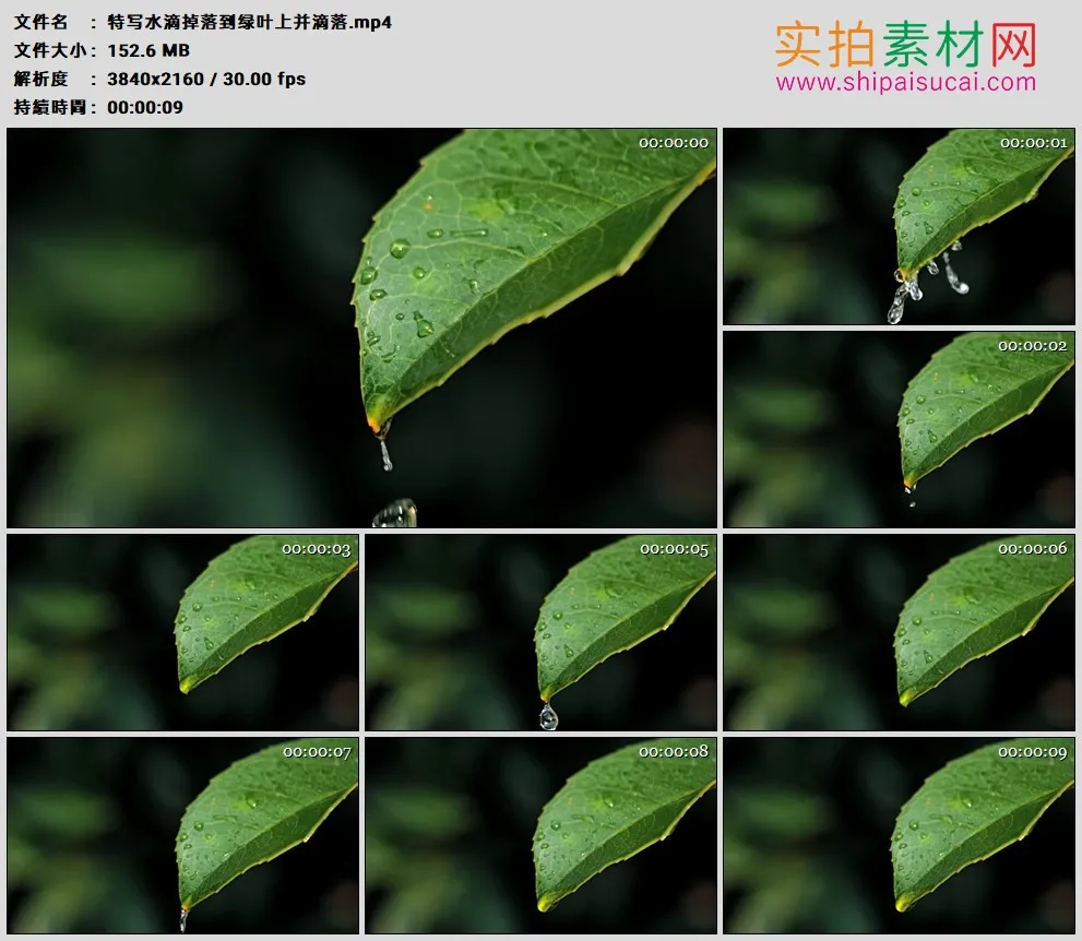 4K高清实拍视频素材丨特写水滴掉落到绿叶上并滴落