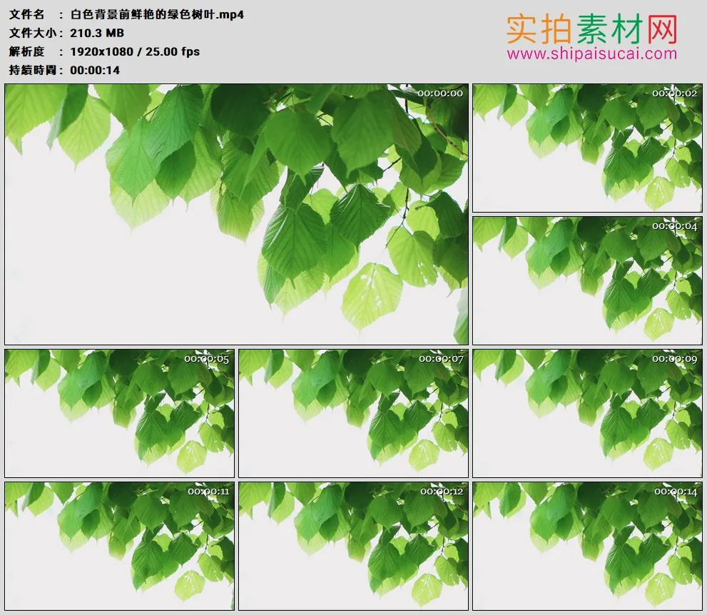 高清实拍视频素材丨白色背景前鲜艳的绿色树叶
